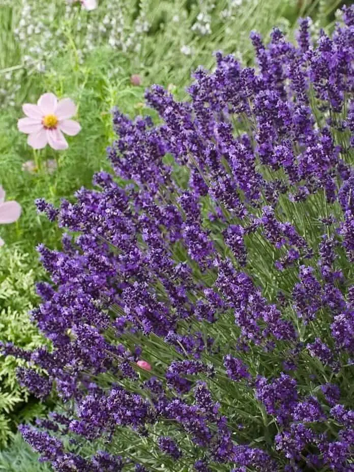 Tähklavendel 'Aromatico™ Blue Compact'  P12/B