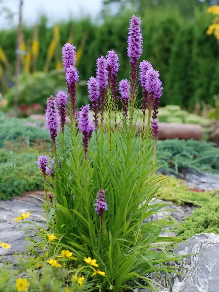 Tähkjas liatris  C1,4/D