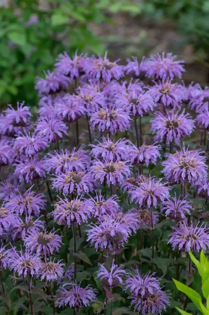 Monarda 'Blue Moon'® C2/E
