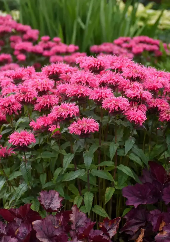 Monarda 'Bubblegum Blast'® C2/E