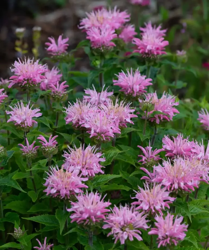 Monarda 'Pink Frosting'® C1,4/D