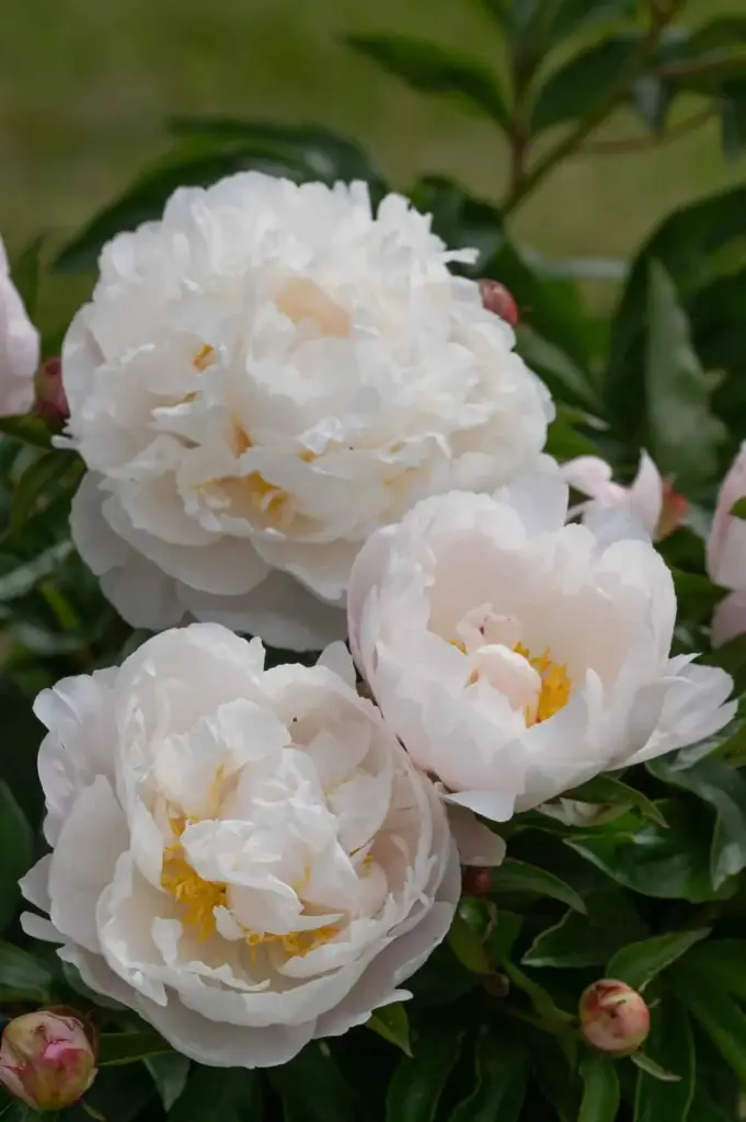 Pojeng 'Gardenia' C3,5/X