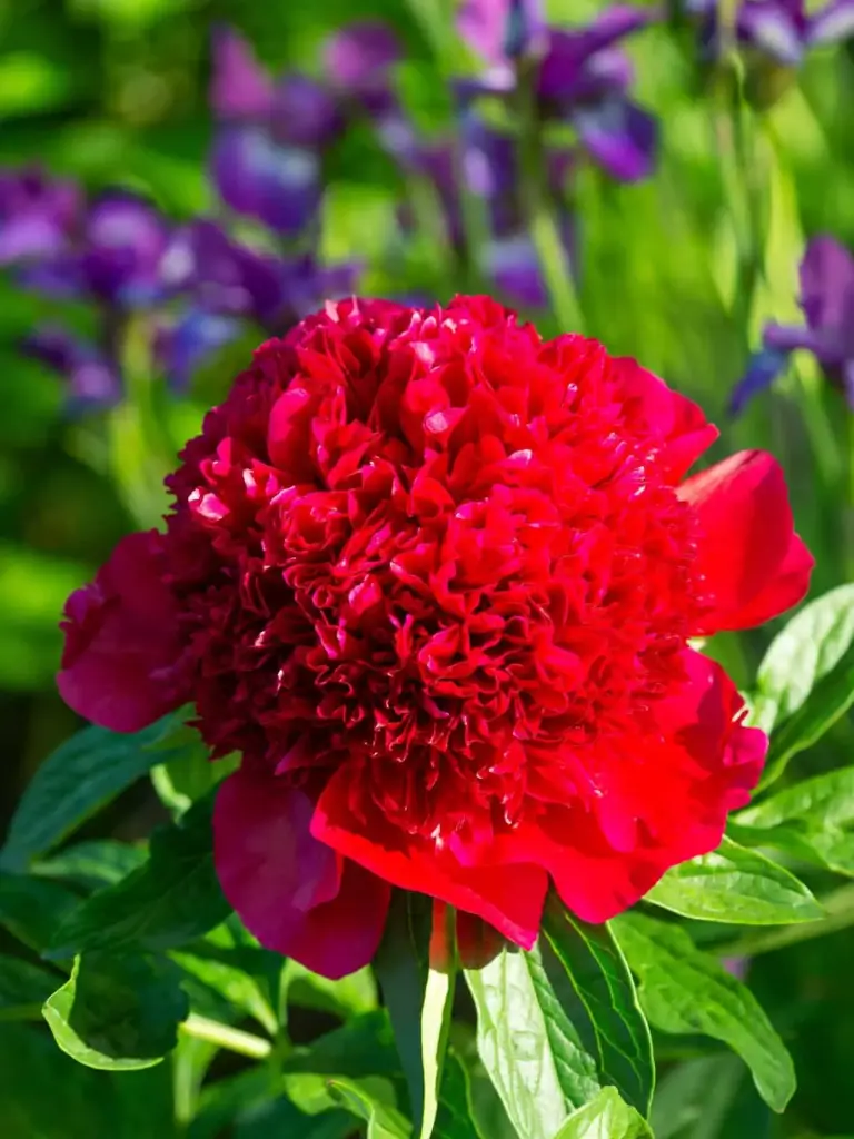 Pojeng 'Red Charm' C3,5/Y
