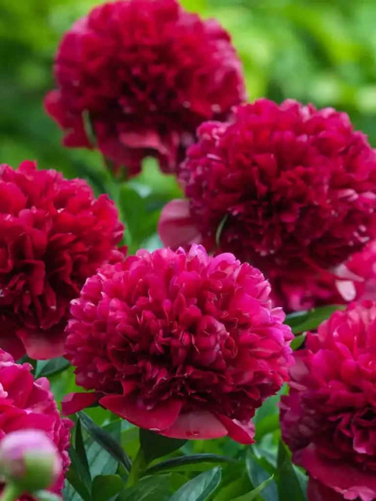 Pojeng 'Red Grace' C3,5/Y