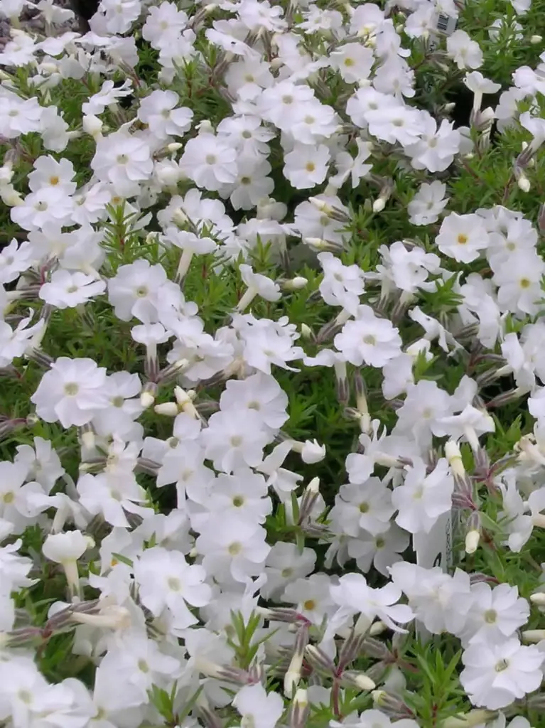 Douglasi leeklill 'White Admiral'  P12/B