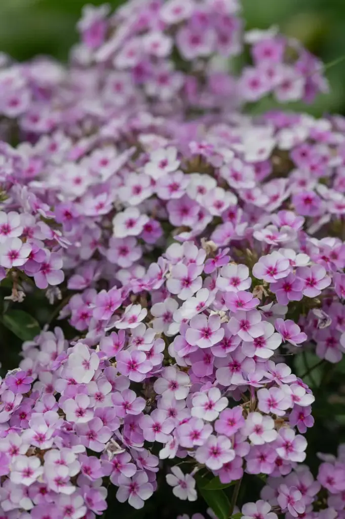 Aed-leeklill 'Early Lavender Pop'®  C2/D