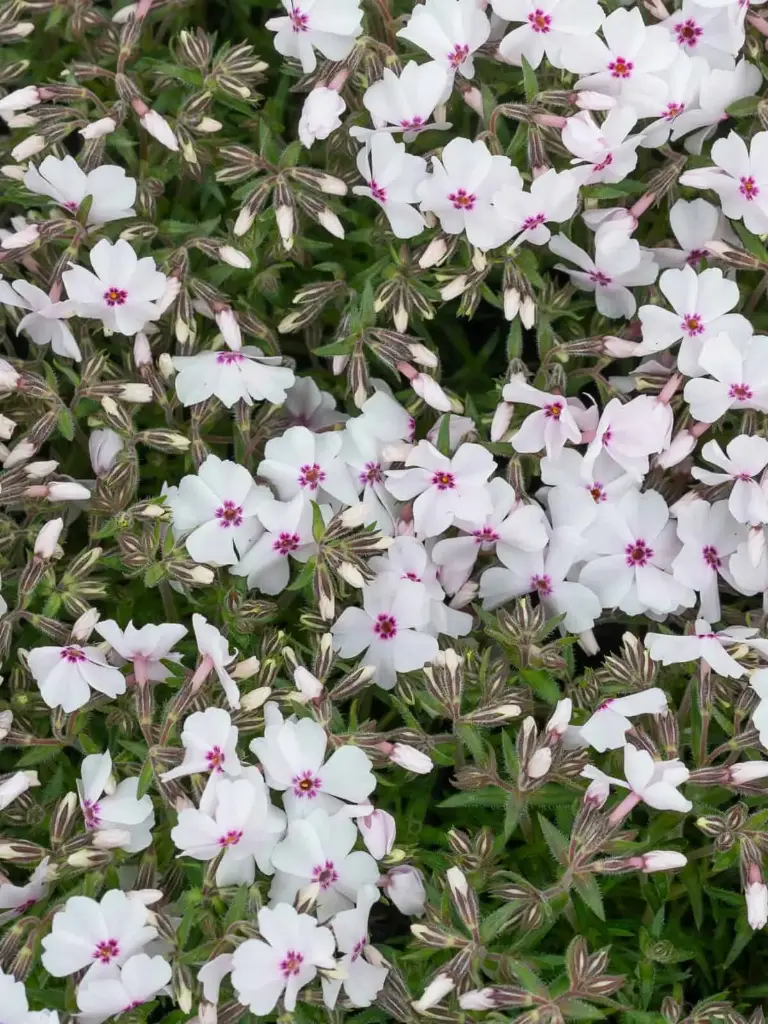 Nõeljalehine leeklill 'Amazing Grace'  P12cm/B