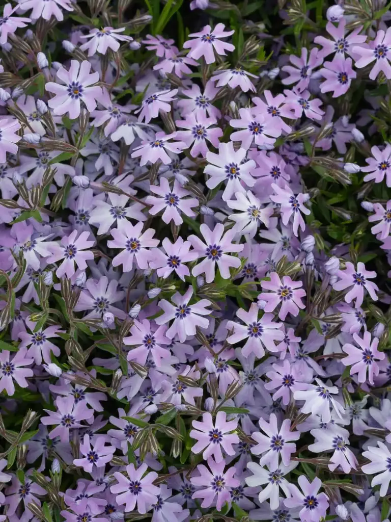 Nõeljalehine leeklill 'Faboulus Blue Dark Center' P12/B