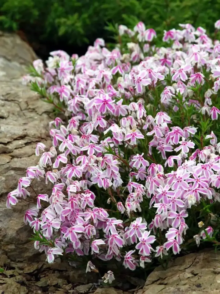 Nõeljalehine leeklill 'Kimono Pink White' P12cm/B