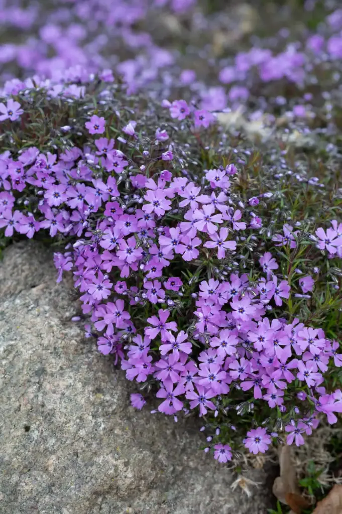 Nõeljalehine leeklill 'Purple Beauty'  P12*/B