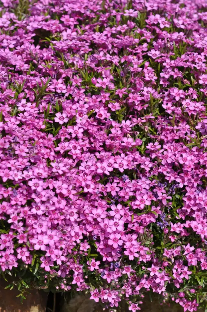 Nõeljalehine leeklill 'Zwergteppich'  P12/B