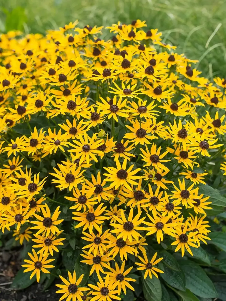 Särav päevakübar 'Little Goldstar'® C2/E
