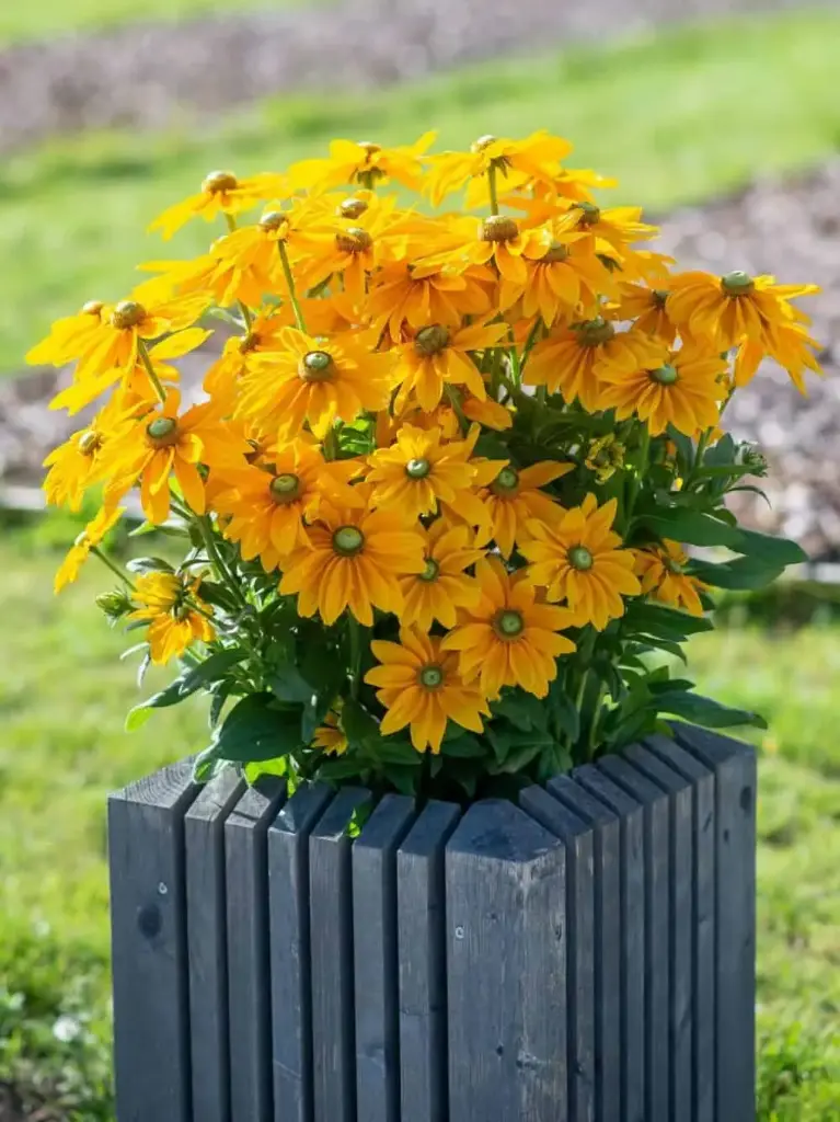 Karvane päevakübar 'Ophelia'® C3/F
