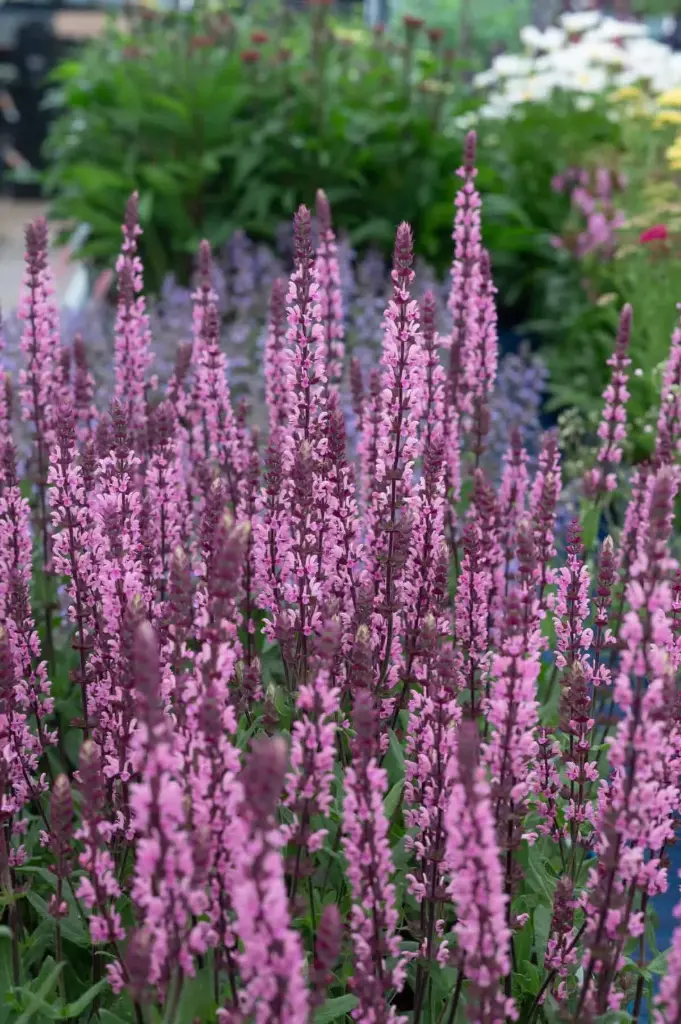 Metssalvei 'Caradonna Pink' C2/D