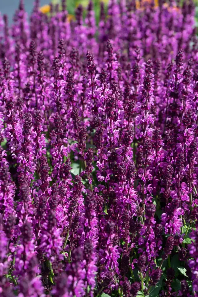 Metssalvei 'Royal Magenta' C2/D