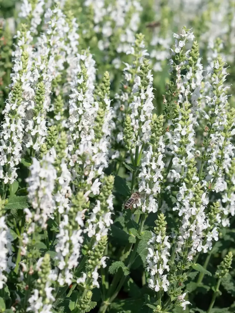 Metssalvei 'Sensation White' C2/D