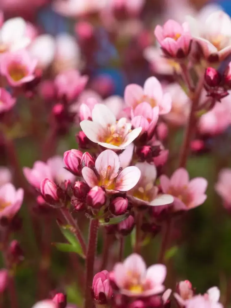 Arendsi kivirik 'Pixie Pan Appleblossom'  P12/B