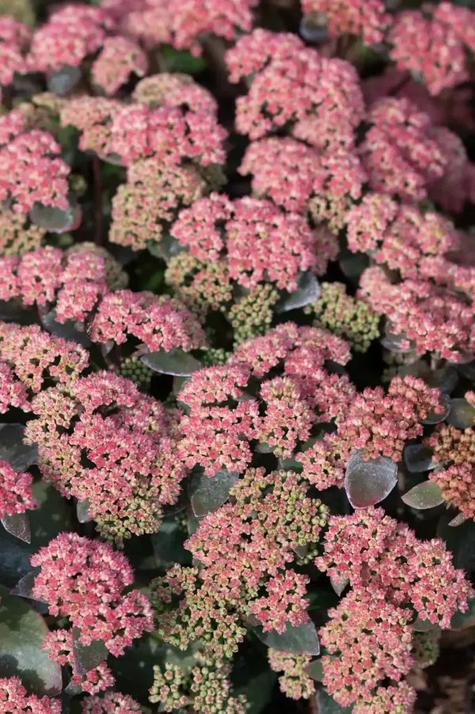 Kaunis kukehari 'Coraljade'® C1,4/E