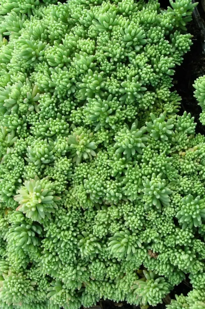 Valge kukehari 'Coral Carpet' P12/A