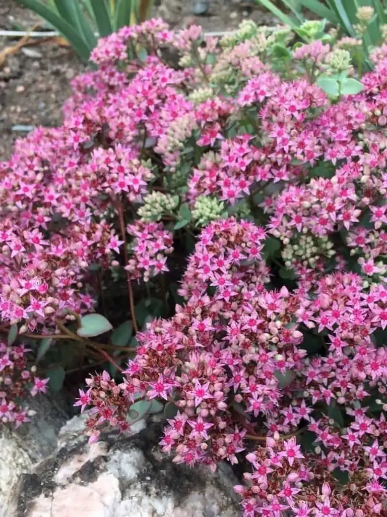 Ewersi kukehari 'Rose`' P12/A