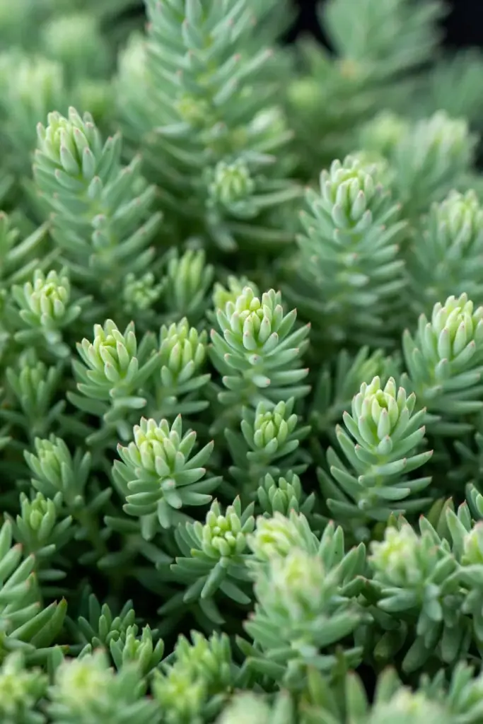 Kalju-kukehari 'Blue Spruce' P12/A