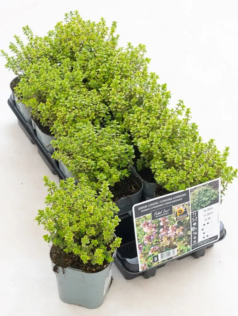 Sidrun-liivatee 'Lemon Variegata' P12*/B