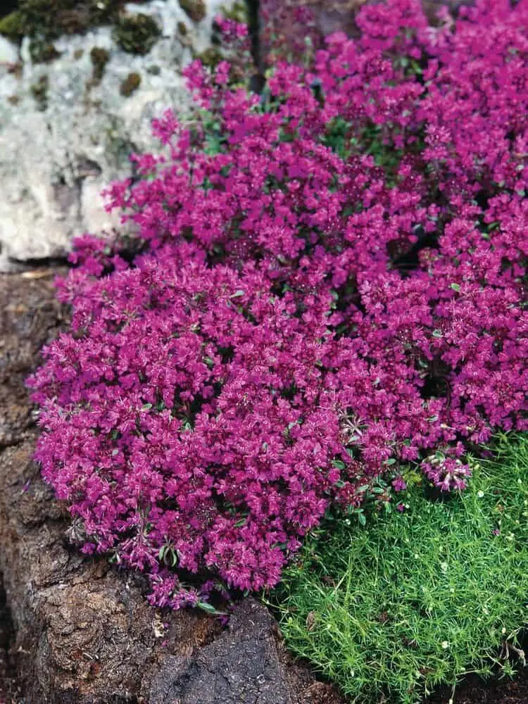 Varane liivatee 'Red Carpet'  C1,4/D
