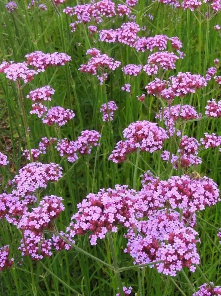 Argentiina raudürt 'Lollipop'® C3/F