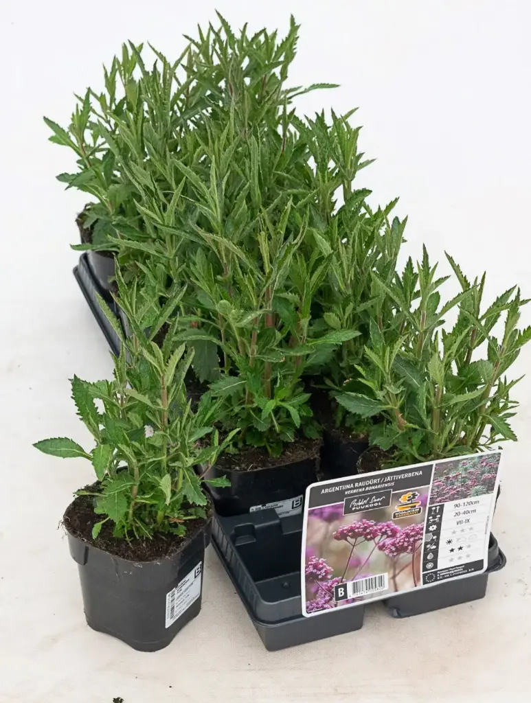 Argentiina raudürt P12*/B