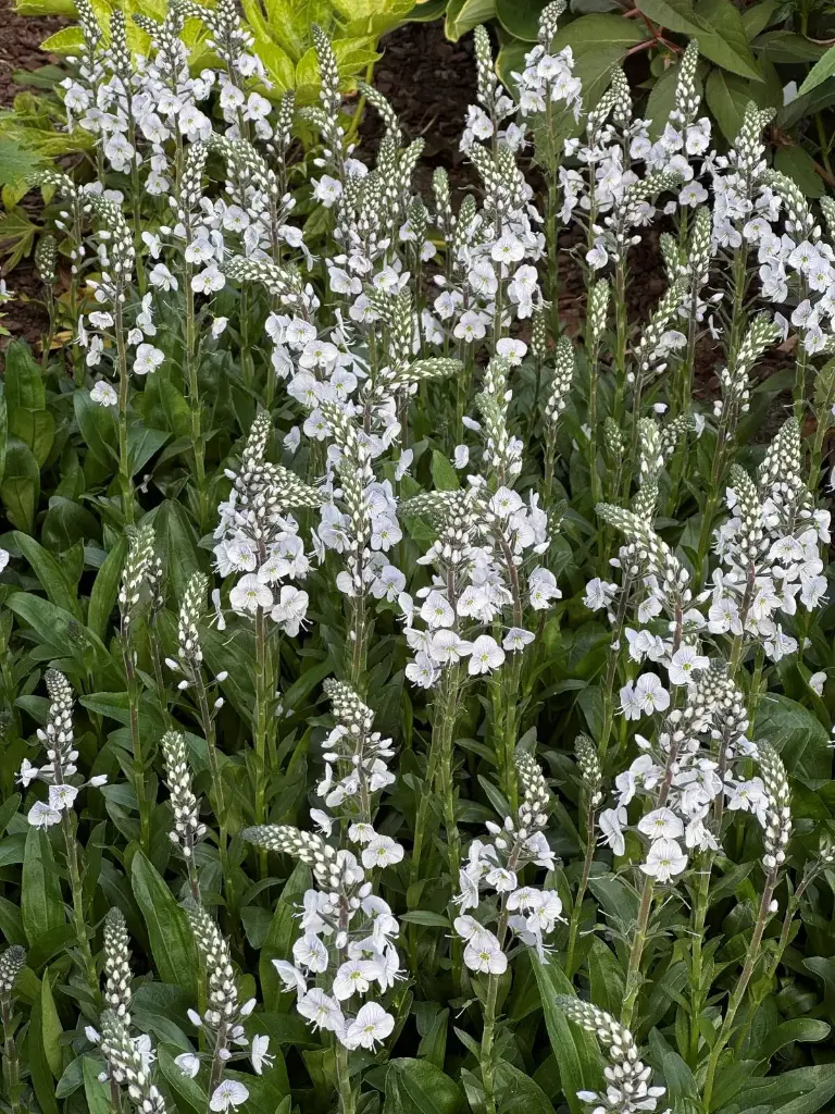 Emajuurelaadne mailane 'Tissington White' C1,4/E