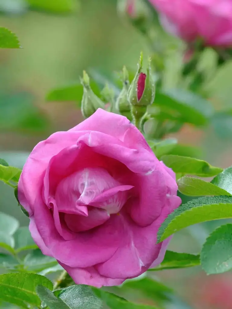 Pargiroos 'Lydia Freimane' C5