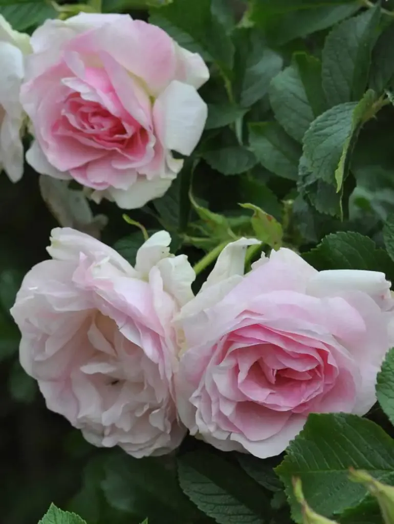 Pargiroos 'Ritausma' C5
