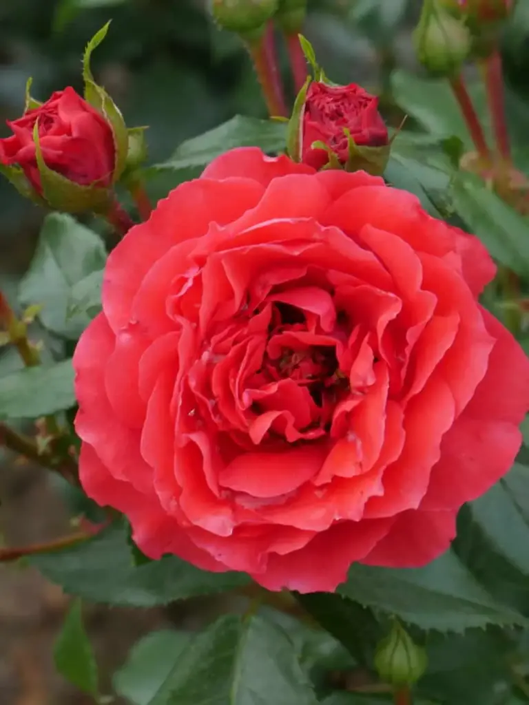 Peenraroos 'Cherry Girl'® C4
