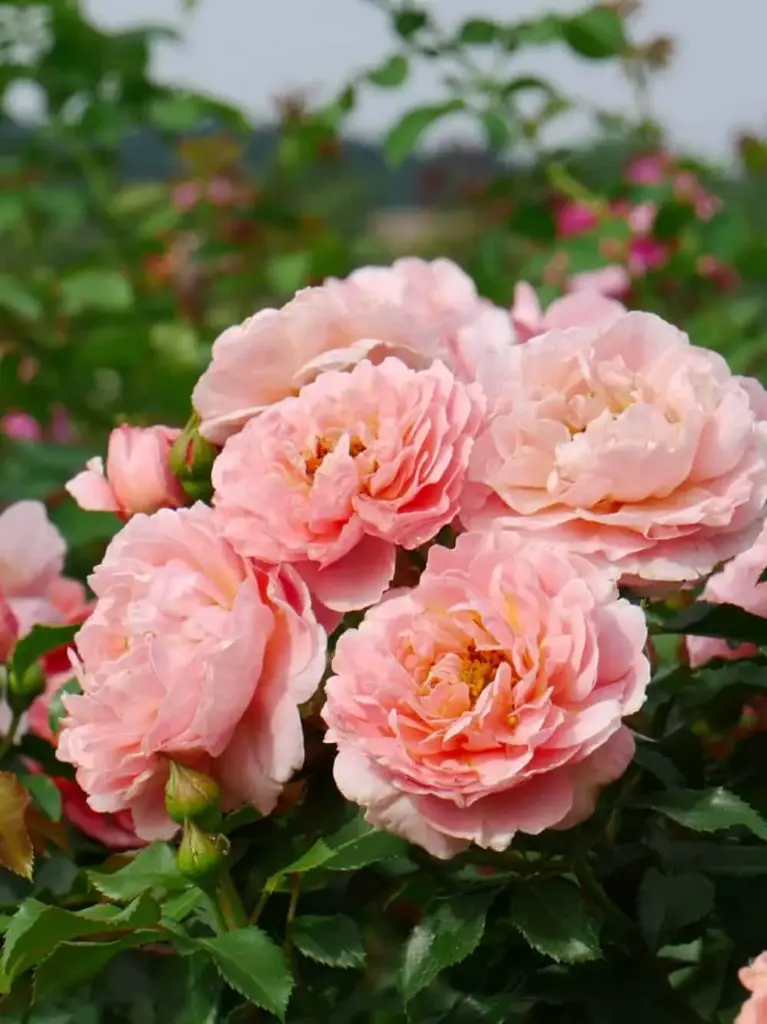 Peenraroos 'Marie Curie'® C4