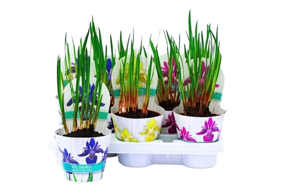 Siberi iiris valik P12/40cm