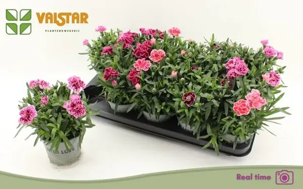 Potinelk valik P15/20cm5