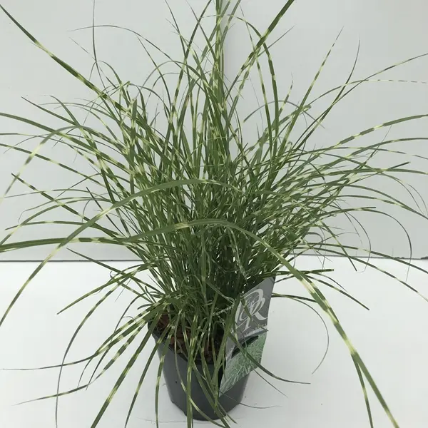 Hiina siidpööris 'Little Zebra' P17/30cm