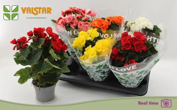 Roosbegoonia valik P19/35cm
