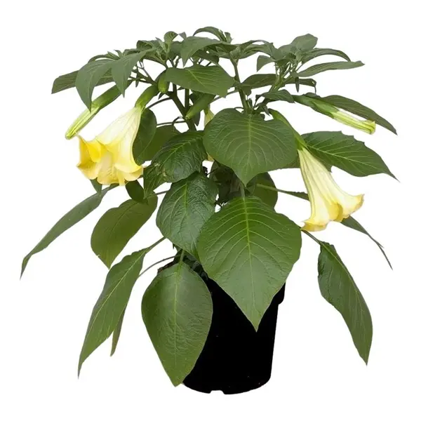 Inglitrompet P19/35cm kollane