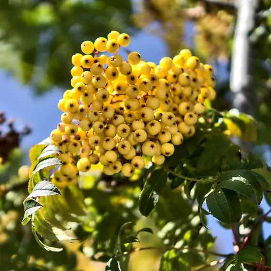Arnoldi pihlakas 'Golden Wonder