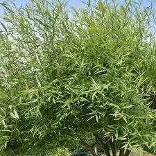 Raberemmelgas 'Bullata' 15-25L