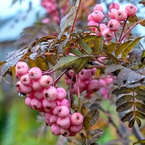 Pekingi pihlakas C25