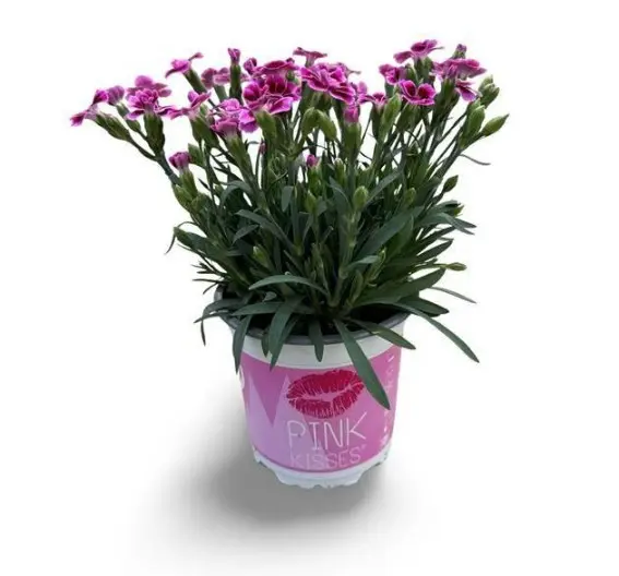 Potinelk 'Pink Kisses' P12/25cm 