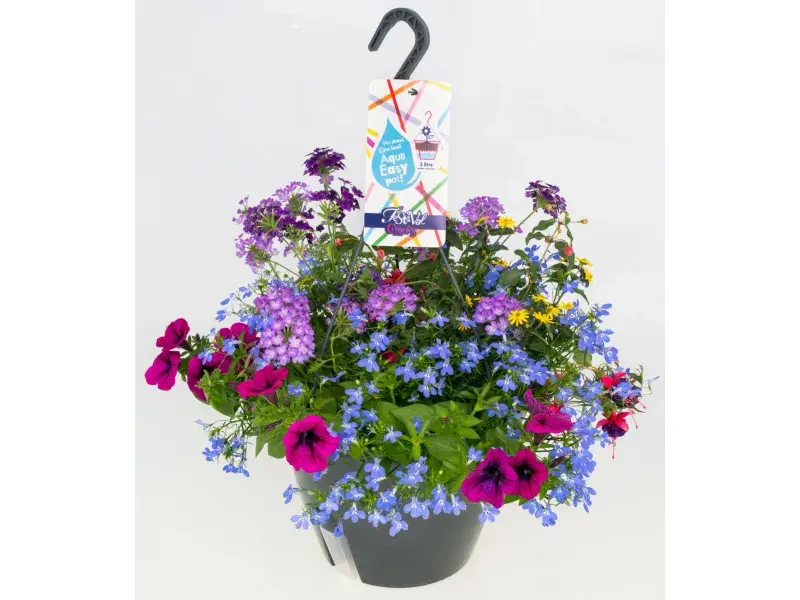 Suvelille ampel Festival P27cm