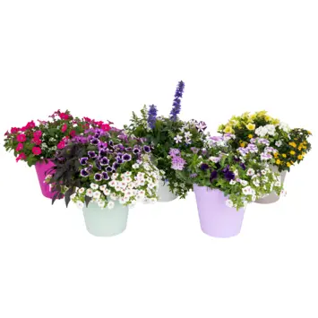 Suvelilled XL Festival aqua P27cm 