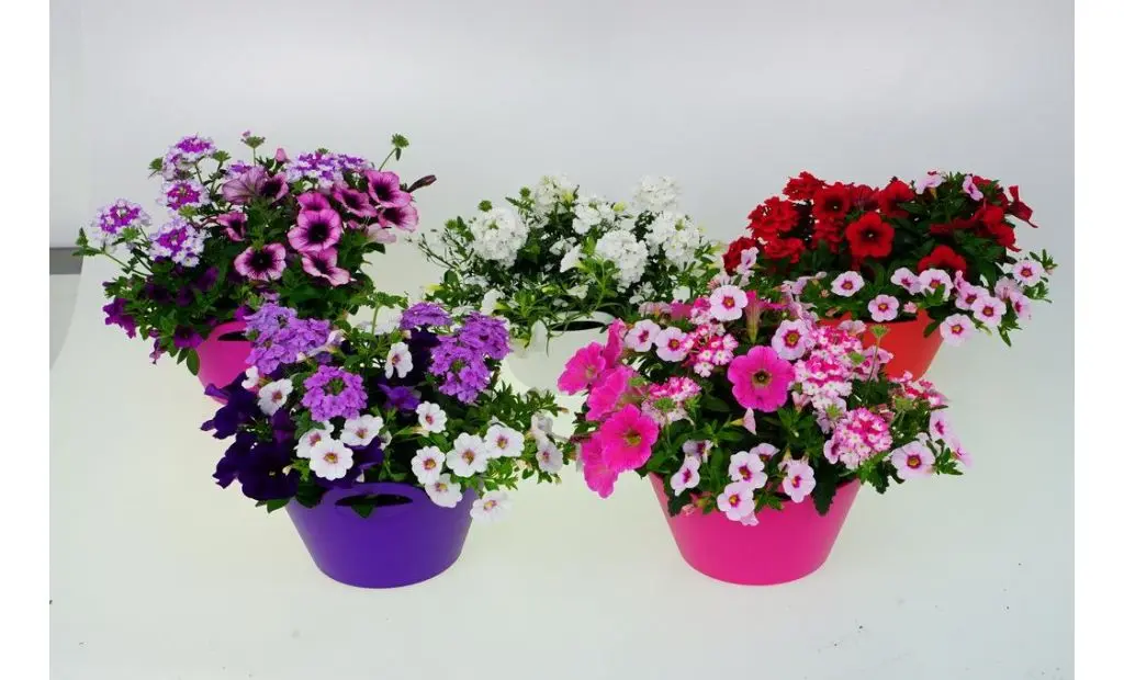 Aed-puispetuunia valik dek potis P23cm