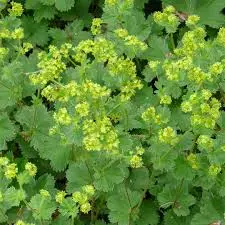 Punaraag-kortsleht P13 FloraLino 