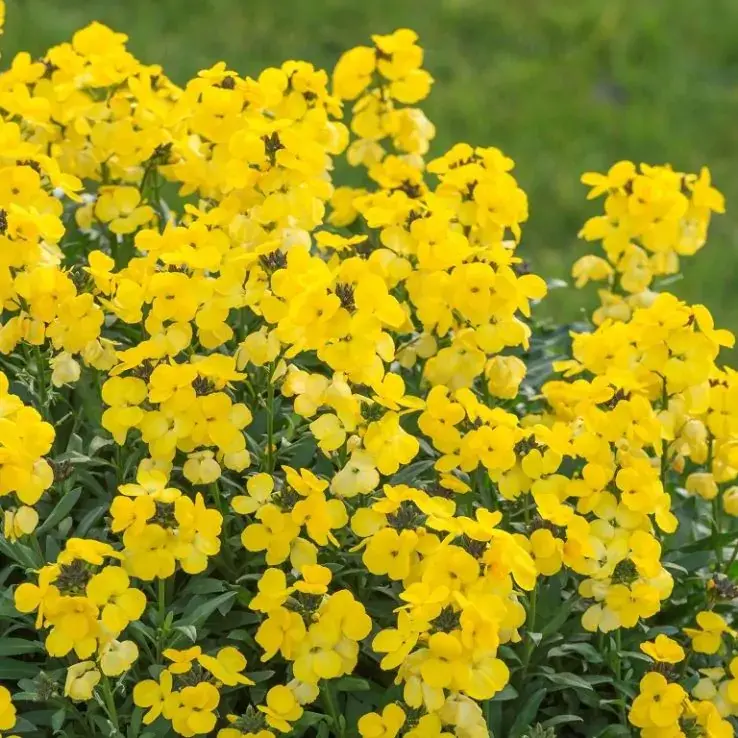 Harakalatv Golden Jubilee P13cm FloraLino