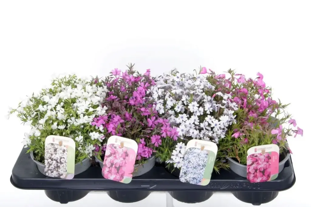 Nõeljalehine leeklill valik P13 FloraLino