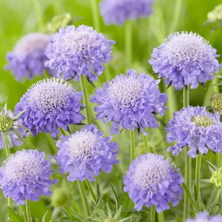 Tähtpea Mariposa blue P13 FloraLino